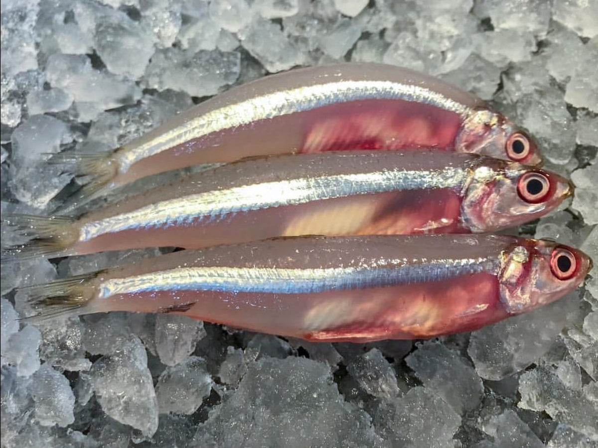 ANCHOVY FISH