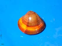 ASIATIC HARD CLAM