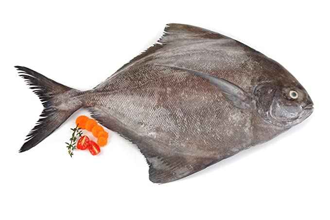 BLACK POMFRET