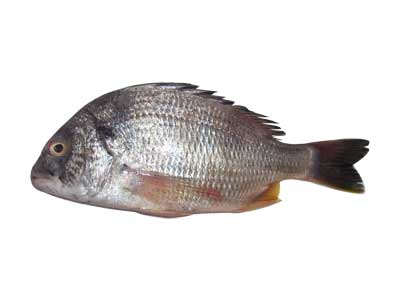 BLACK SEABREAM