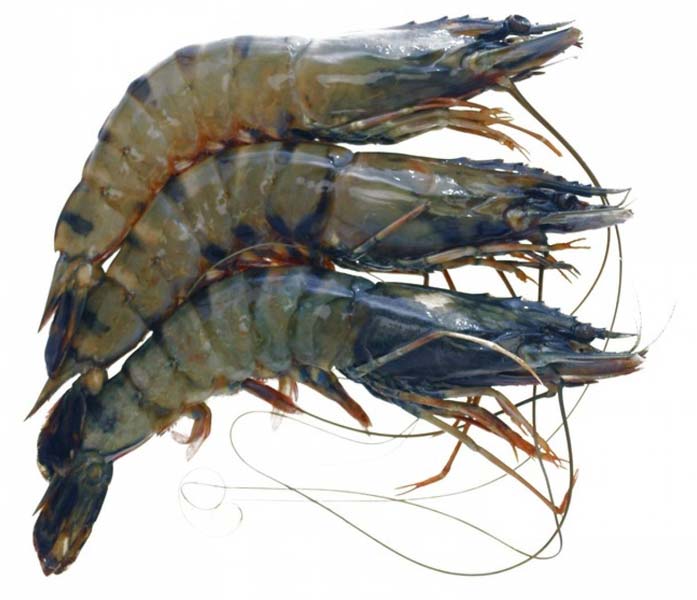 BLACK TIGER PRAWN