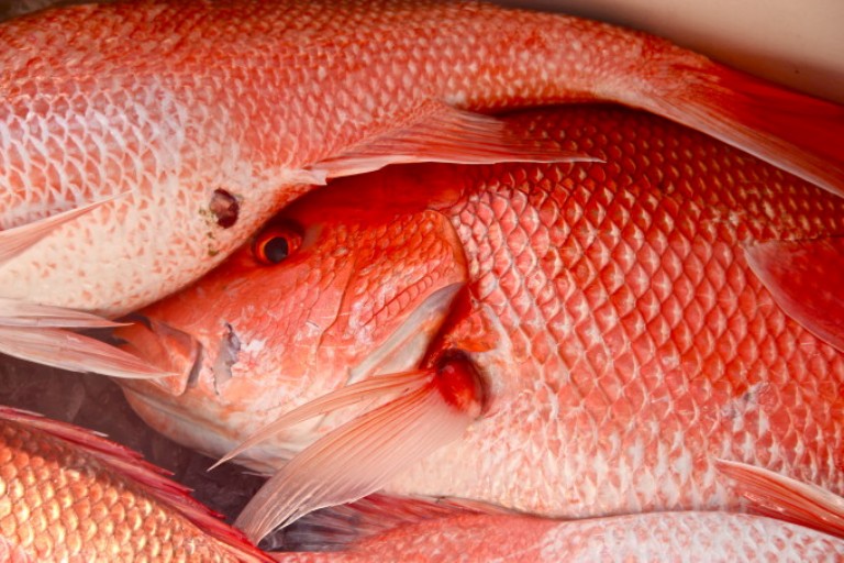 BLOOD RED SNAPPER