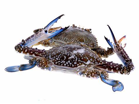 BLUE SWIMMING CRAB