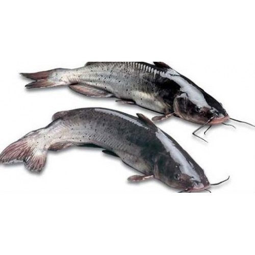 CAT FISH BLACK