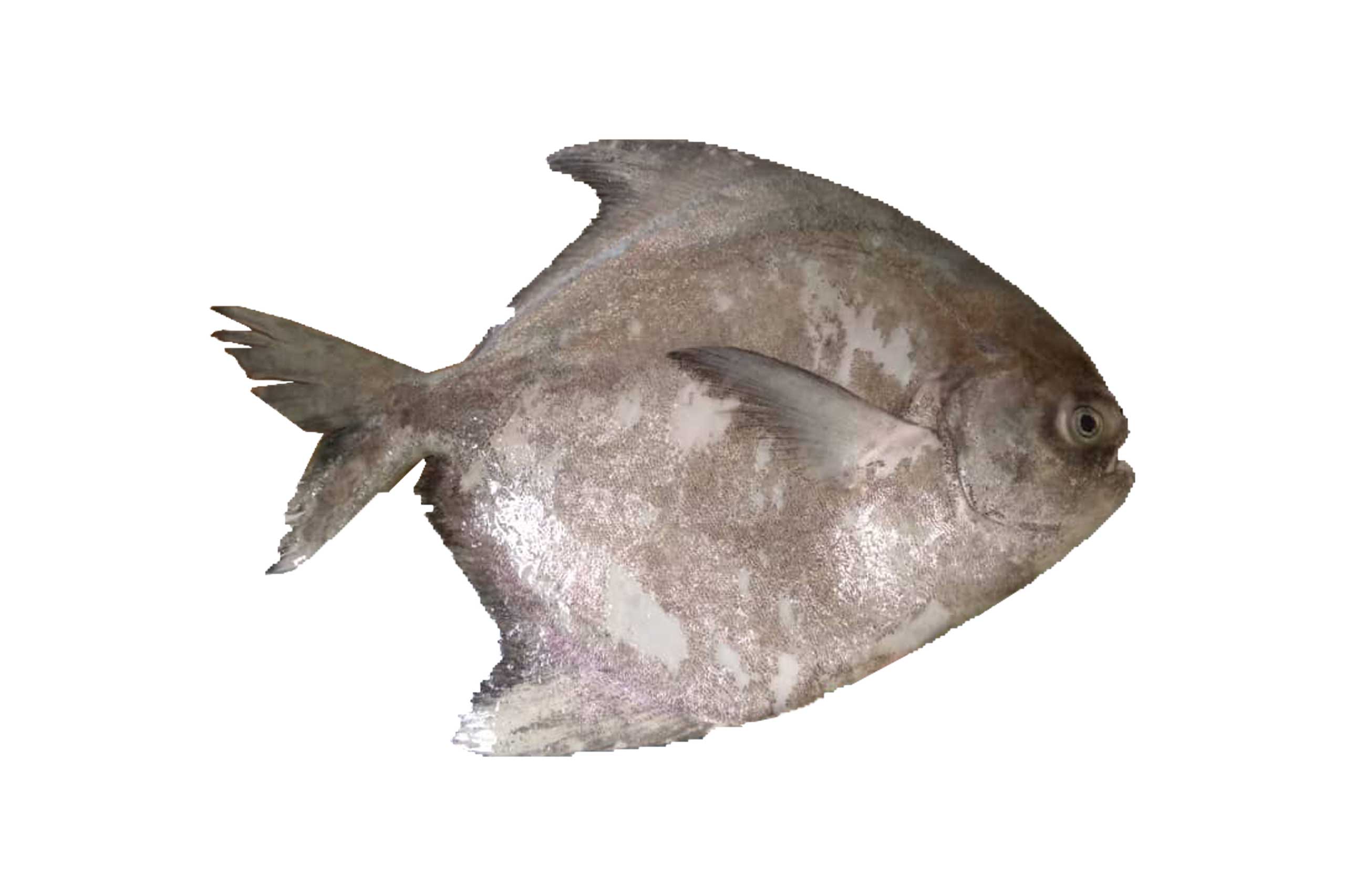 CHINESE POMFRET