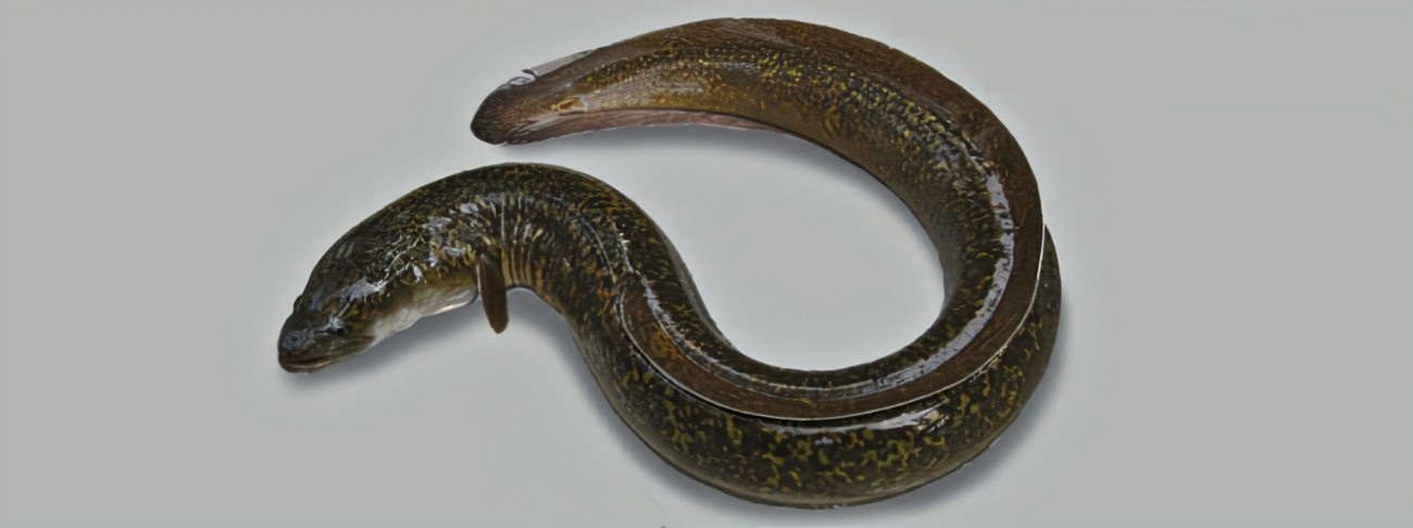 EEL FISH BLACK