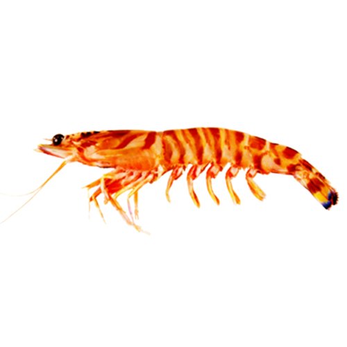 FLOWER PRAWN