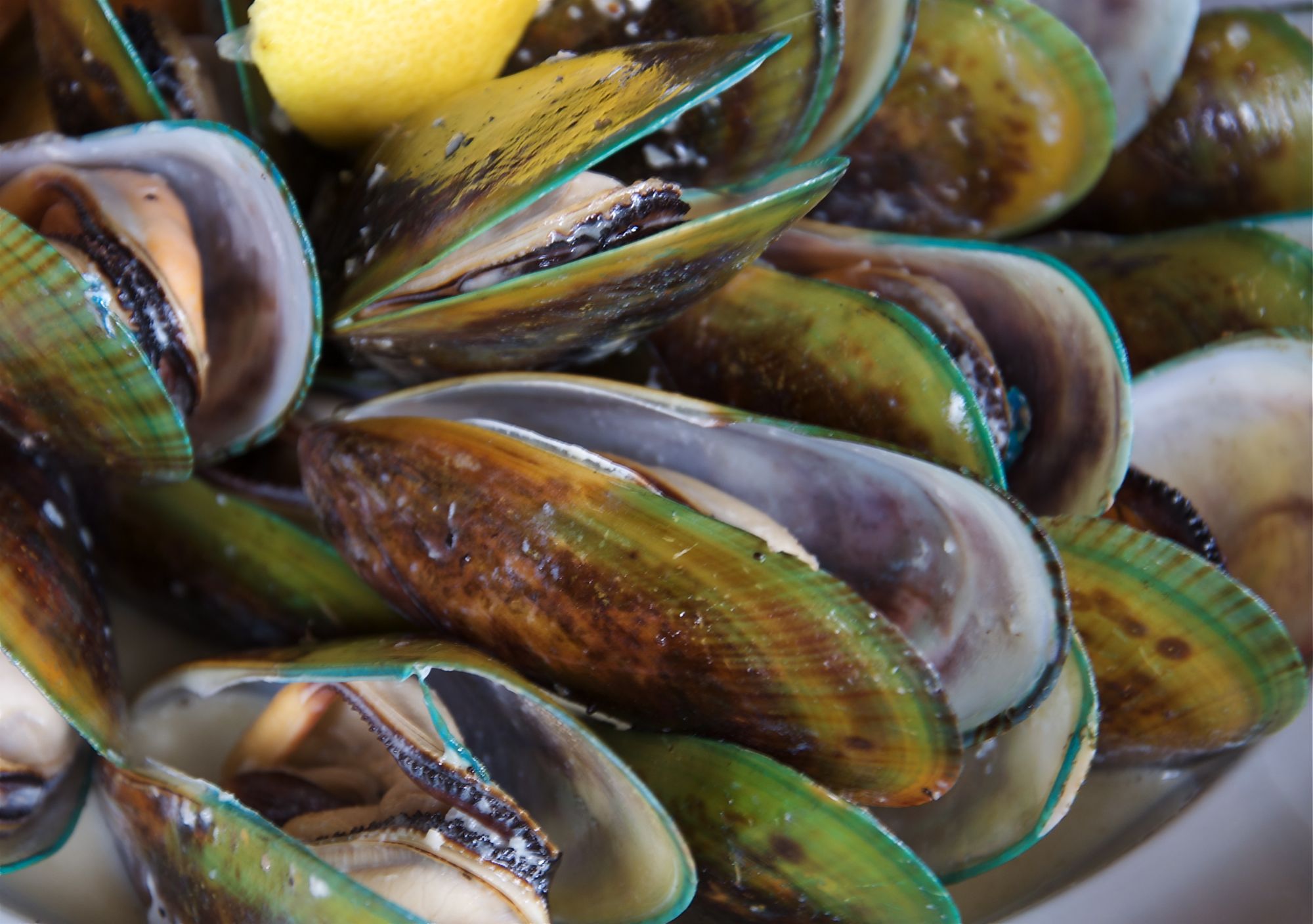 GREEN MUSSEL