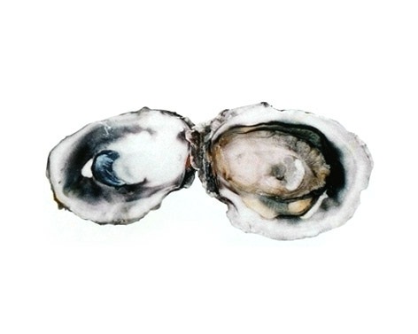 INDIAN BACKWATER OYSTER