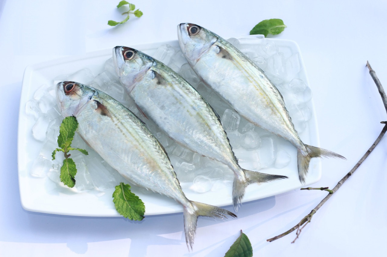 INDIAN MACKEREL