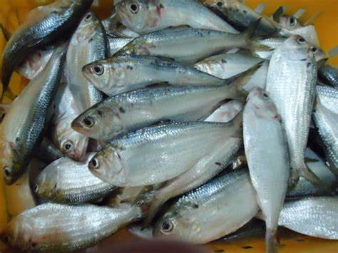 INDIAN SHAD FISH