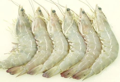 INDIAN WHITE PRAWN