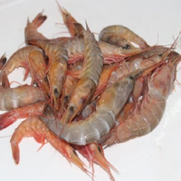 KARIKADI SHRIMP