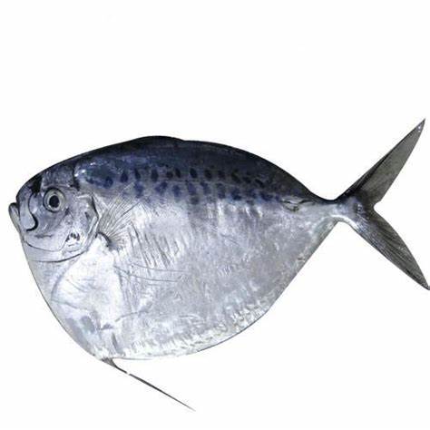 MOON FISH