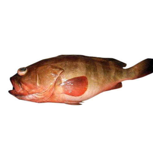 RED REEFCOD FISH