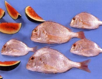 RED SEABREAM