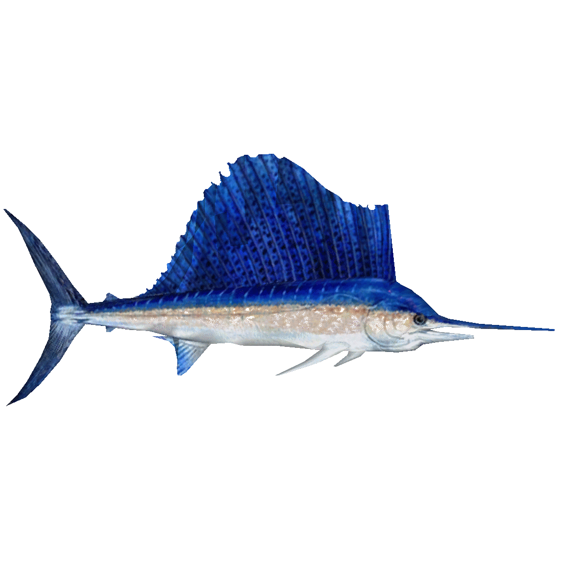 SAIL FISH