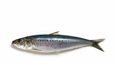 SARDINE FISH