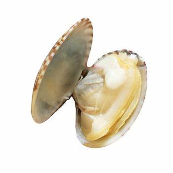 SHORT NECK CLAM