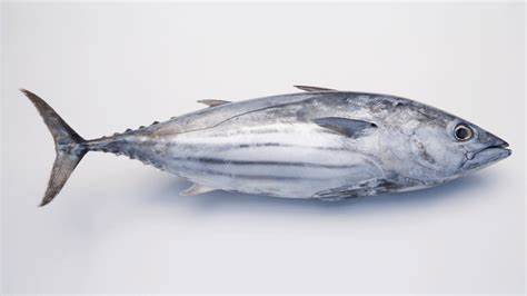 SKIPJACK TUNA