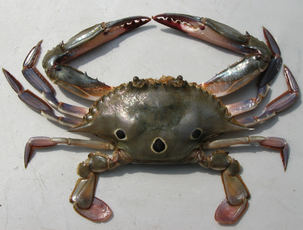 THREE SPOT SWIMMING CRAB