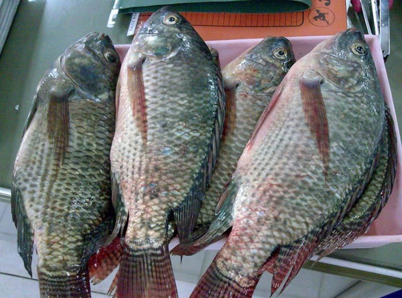 TILAPIA FISH