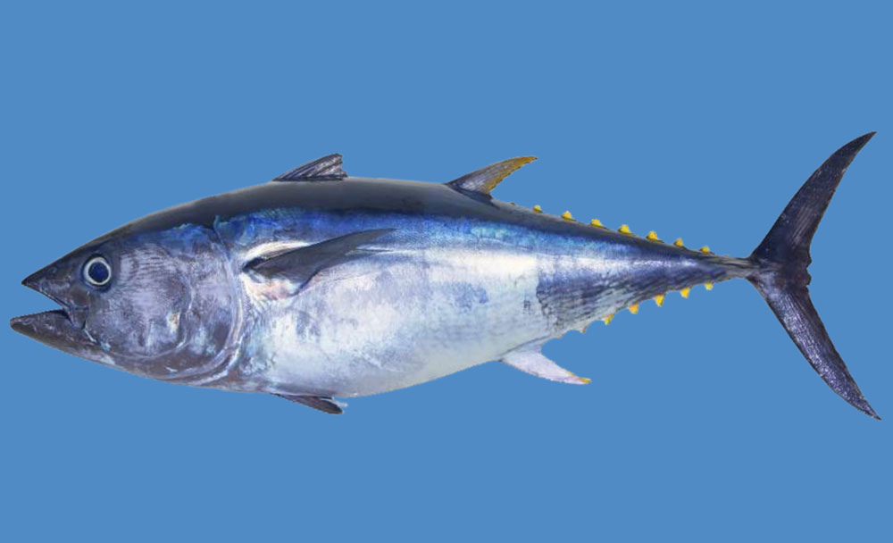 YELLOW FIN TUNA