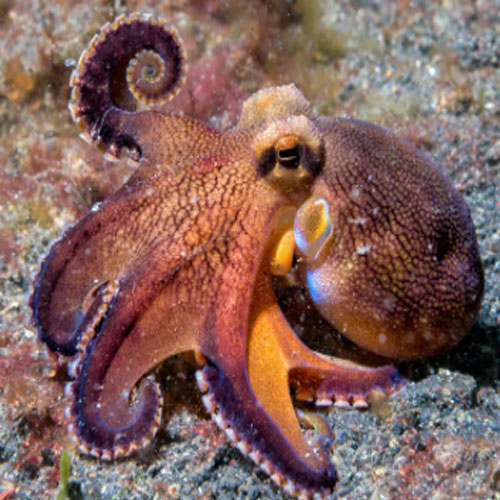 Cephalopods