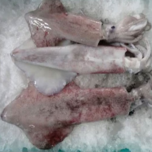 Frozen Cephalopods