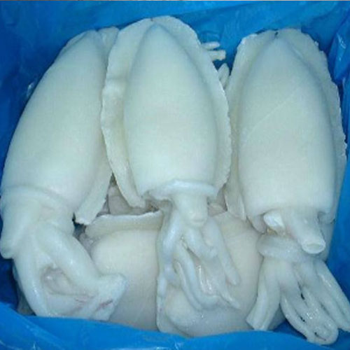 Frozen Cuttle Fish